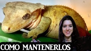 Geckos crestados | cómo mantenerlos