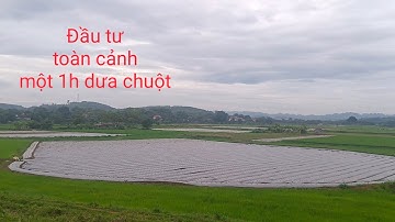 Dưa leo| dưa chuột +Cách Trồng Dưa Leo Nhiều Quả +DL 21