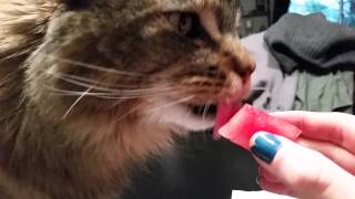 Maine Coon Cat Vs. Watermelon Part 2 by bluefire10899 218 views 9 years ago 2 minutes