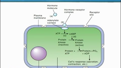 Mechanisms of Hormone Action - Part 1 | Animal Form & Function 1 (Theory) | ZOO516T_Topic108