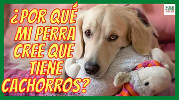 ¿Por qué mi perra cree que tiene cachorros?