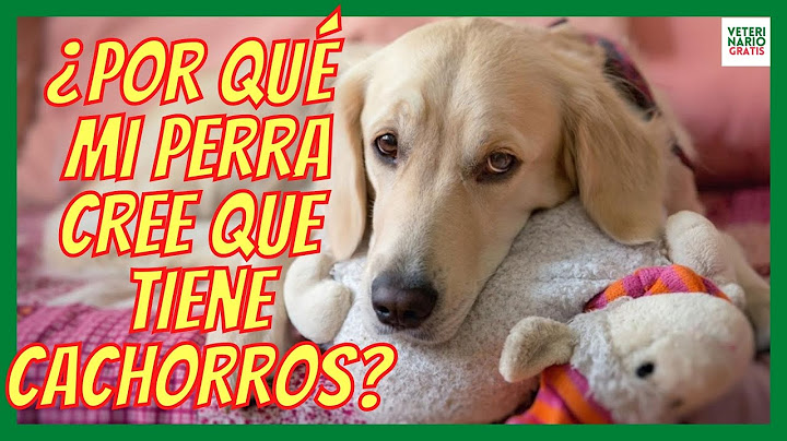 PSYCHOLOGICAL PREGNANCY IN DOGS 💖 WHY DOES MY DOG THINK SHE HAS PUPPIES?