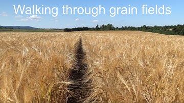 Walking through Grain Fields • Rural Countryside in Summer • 4K Field Walk & Relaxing Rural Sounds