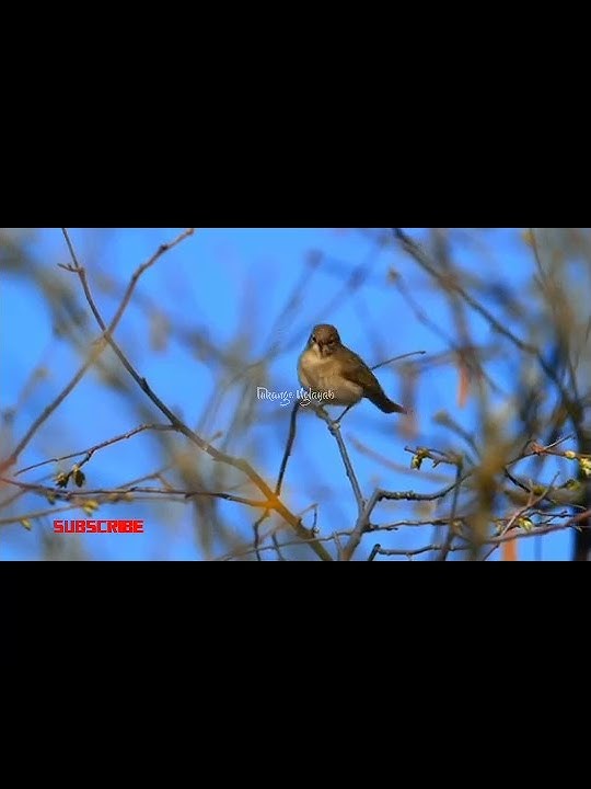 Burung Cikrak Kutub Si Mungil Bersuara Merdu