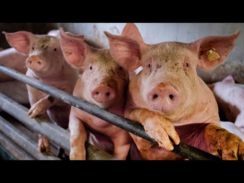 How concerned should people be about the new virus found in pigs in China?