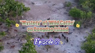 Episode 2: why do bronze-colored "wild cattle" live on Dongdao Island ?