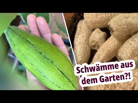 Video: Luffa-Kürbispflanze - Tipps für den Anbau von Luffa-Pflanzen