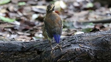 Immature of javan Banded Pitta  ( Hydrornis guajanus ) Carita