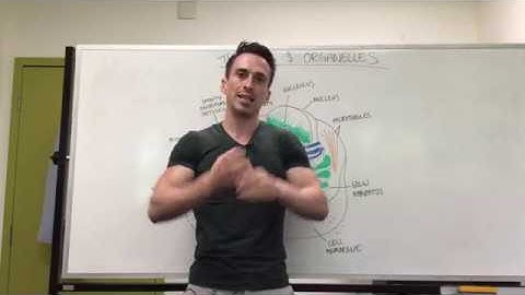 The Cell and Organelles