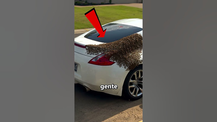 ¿Por qué aparecen abejas en tu coche? 😨