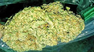 STRAIN REVIEW:Platinum OG |Topshelf |SF BAYAREA