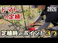【トマト】定植時のポイント3つ~今年は発芽が揃わなかった~