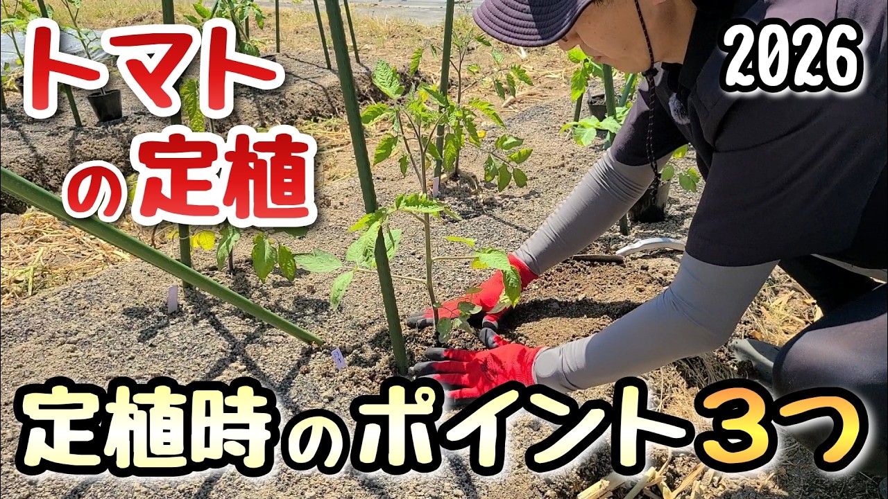 【トマト】定植時のポイント3つ~今年は発芽が揃わなかった~