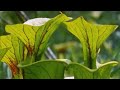 Exploring the Venus Fly Trap with Attenborough | BBC Earth