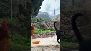 Cat & Rooster are Best Friends #shorts #cats