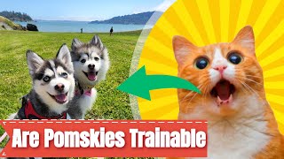 Are Pomsky Puppies Easy To Train? the answer is.... absolutely our pomsky puppy Buddy was trained