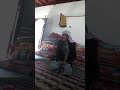 باله يمنيه ههههه مضحكه