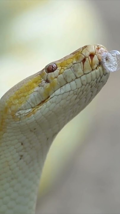 Snake Python Bubbles #natgeowild #rattlesnake #wildlife #highlyvenomous ...