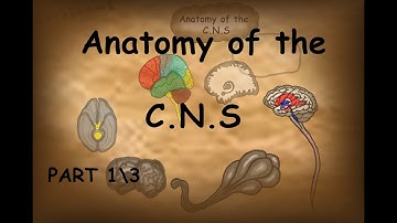Unlocking the Brain: Your First Look at the Cerebral Cortex! | Neuroanatomy Part 1/4