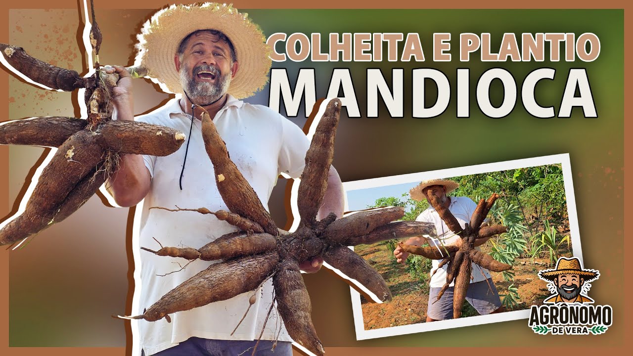 Técnica para PRODUZIR muita MANDIOCA 