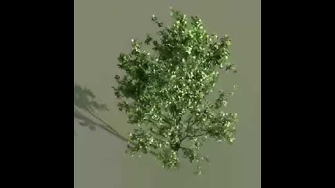 test animation of tree 3D model