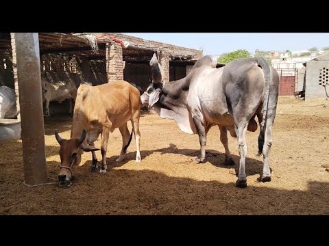 virgin cow with big bull mating|#wildlife #farming #youtube