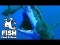 Feed and Grow Fish Gameplay German - Level 300 Great White Shark