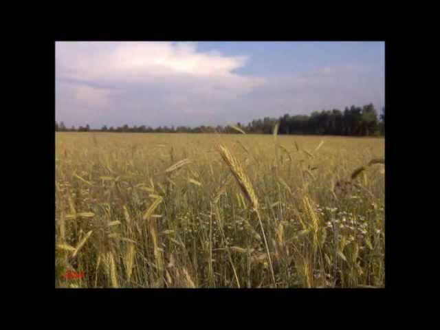 Френкель поле русское поле. Ивашов поле русское поле. Русское поле песня Ивашов. Гофф русское поле слушать