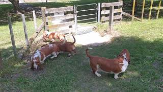 Basset hounds are ready to go home for lunch