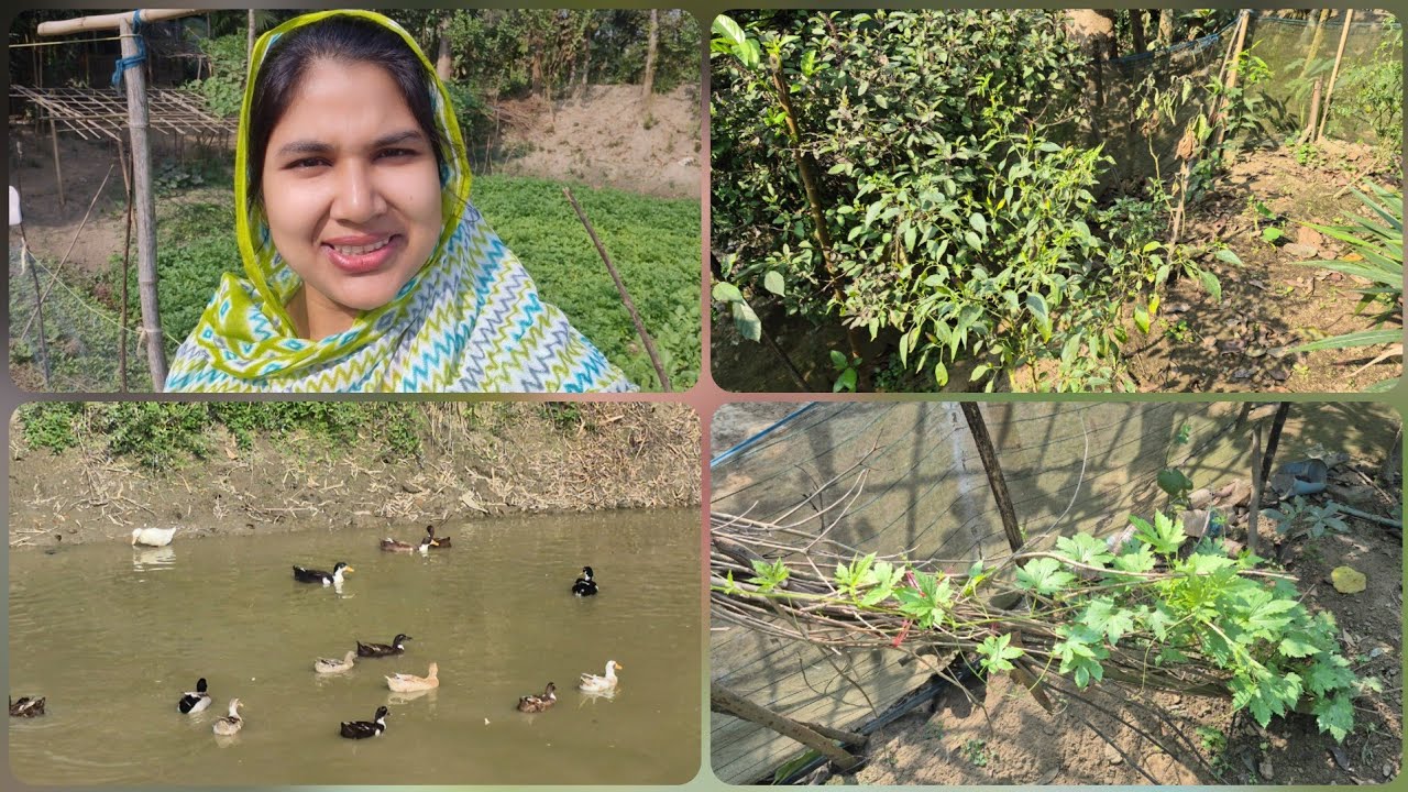 বাবার বাড়ির সব্জির বাগান কেমন লাগল জানাবেন। 