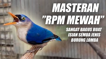MASTERAN RAMBATAN PARUH MERAH GACOR SPEED RAPAT NEMBAK DURASI PANJANG - SUARA RPM MEWAH JERNIH JEDA