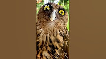 How are Owls even REAL? 😲🤣🦉#SHORTS #owl #creature #edits #viral #epicmoments #cute