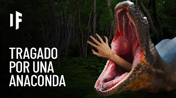 ¿Qué se come una anaconda?