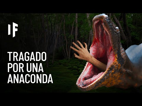 Video: ¿Es peligrosa la serpiente anaconda?