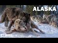 FROZEN ALASKA | Surviving the Most Extreme Cold on the Planet | Nature Animal Documentary