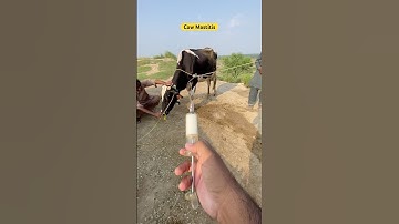 Cow disease | cow video | veterinary clinic | vet dr Mudassir | cow treatment | #animalheath #vet