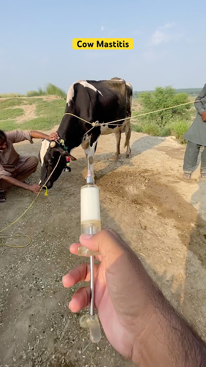 Cow disease | cow video | veterinary clinic | vet dr Mudassir | cow treatment | #animalheath #vet