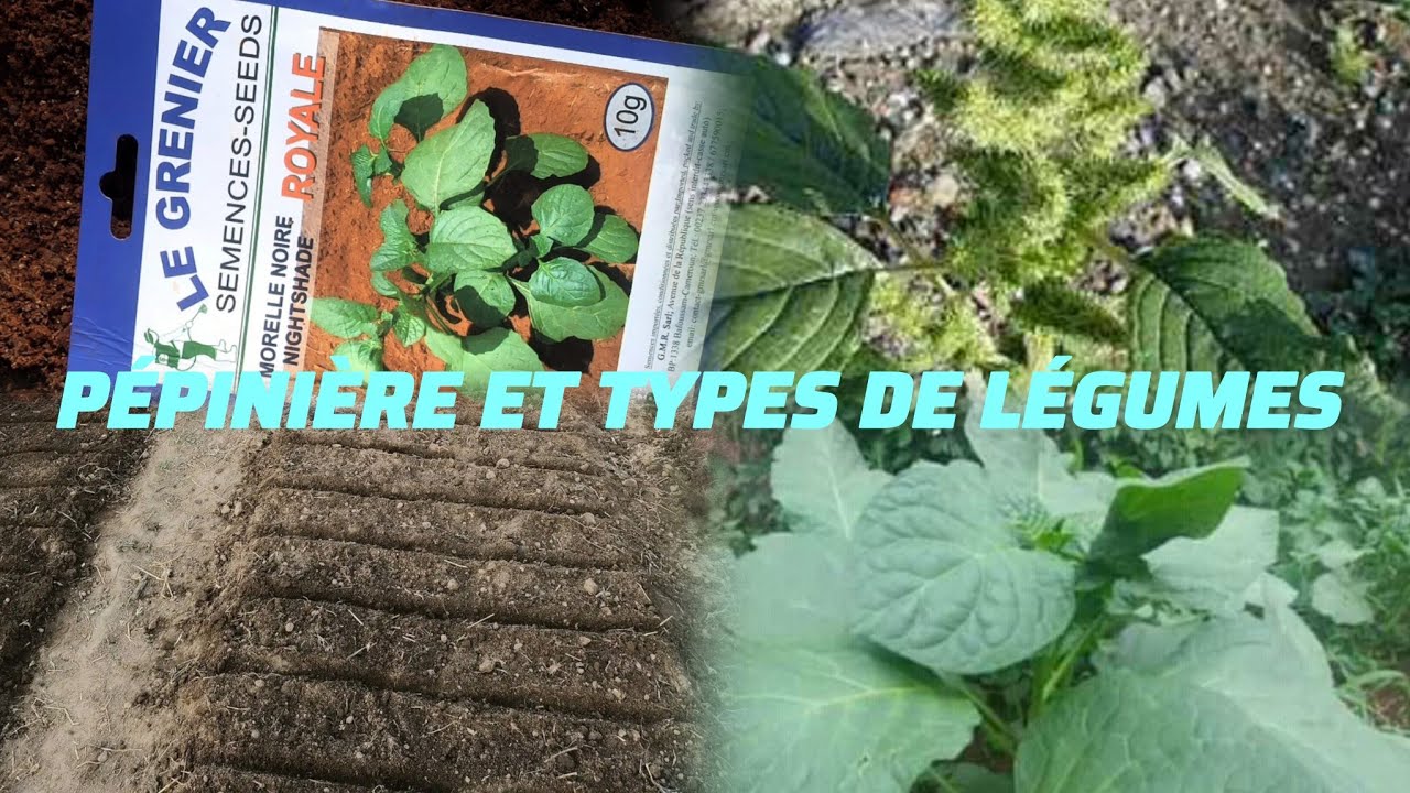Réussir une pépinière de légumes verts : semis, entretien et récolte rentable – Guide complet 2025