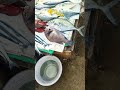 #shortvideo#status #fish 🐟🐟##