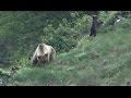 Un oso pardo ataca a un hombre en Cantabria