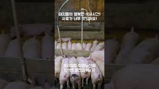 사료 잘~먹는 돼지를 보고 기운 얻어가세요!