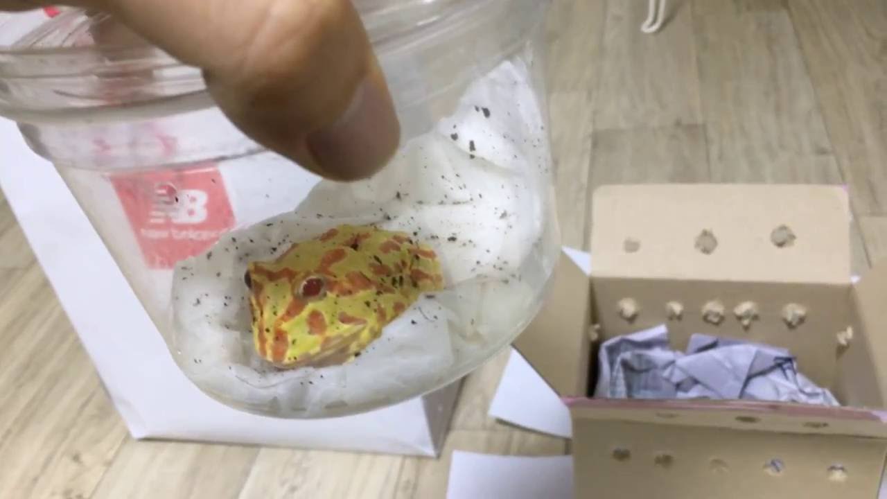 My first Pacman baby 팩맨 개구리 사육을 시작해보자!