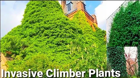 Invasive Climber Plants | Invasive Climbing Vines | invasive Species/Plants