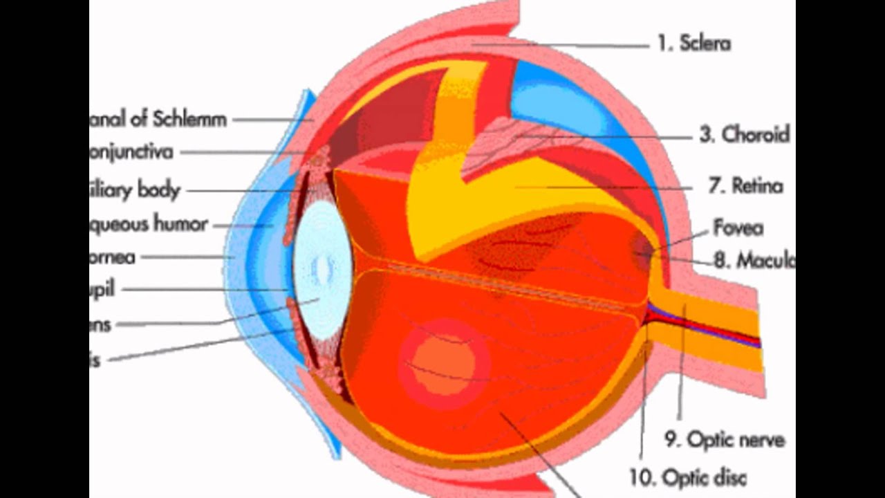 Eyes Diagram Parts