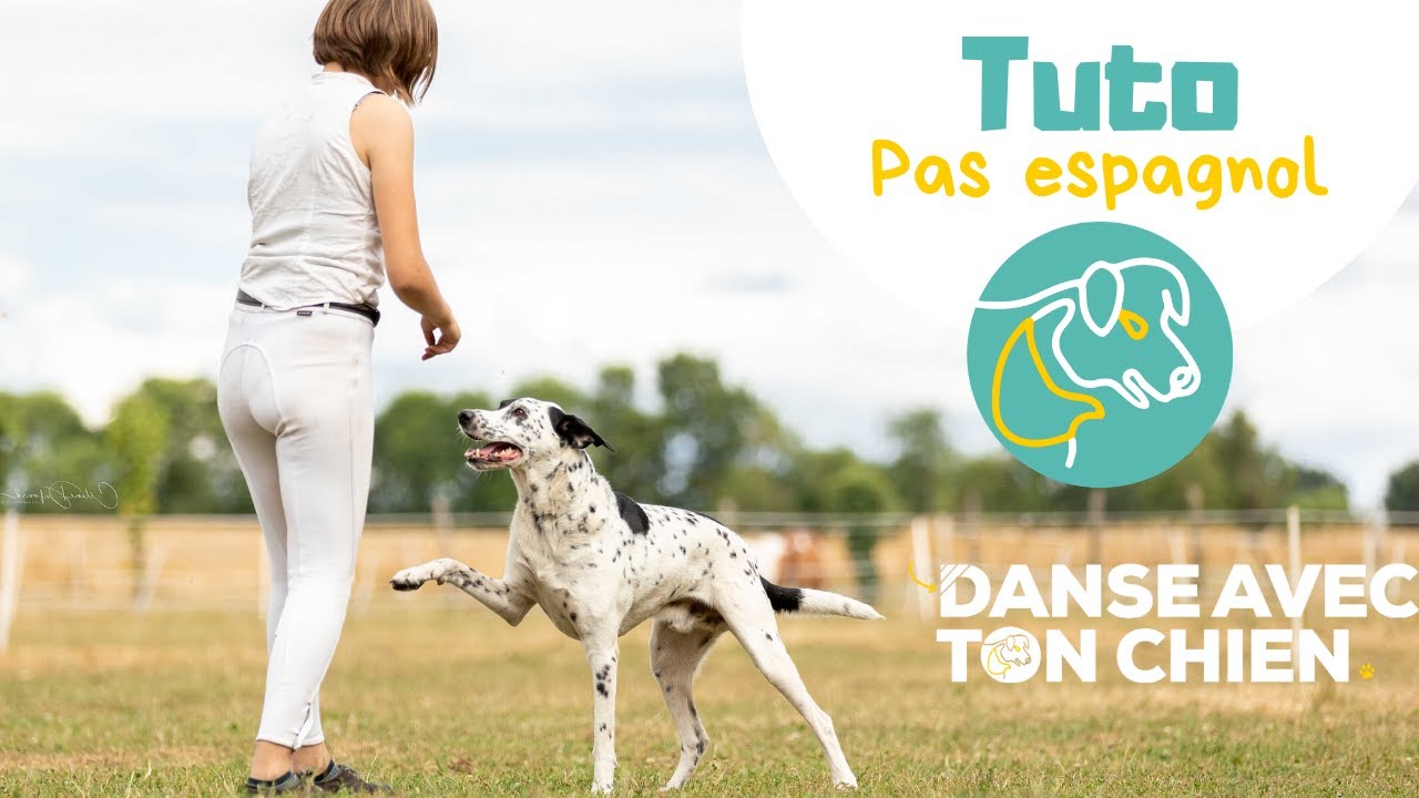 Comment Dit On Chien En Espagnol
