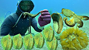 Hai Ngày Lặn Biển Phát Hiện Nhiều Sò Dương Ghẹ Bạch Tuộc Cá Ngựa Gai | P 727