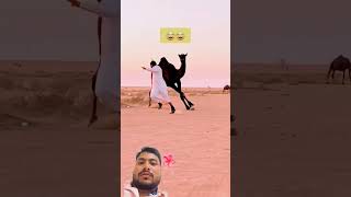 #camel #trendingshorts #shortvideo #highlights #support #newvideo #1million