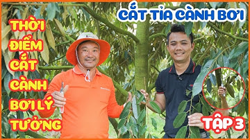 | TẬP 3| Cắt tỉa cành bơi đúng cách và thời điểm cắt cành bơi lý tưởng | Bảo Lâm  Lâm Đồng
