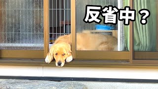 部屋の入り口でどうしたのまる君？