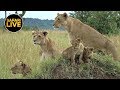 safariLIVE - Sunrise Safari - April 24, 2019